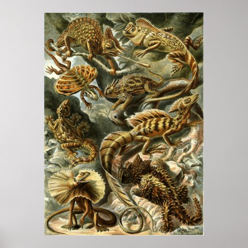 Lacertilia lizards by Ernst Haeckel Poster