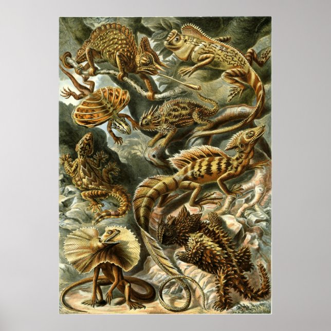 Lacertilia, lizards by Ernst Haeckel Poster (Front)