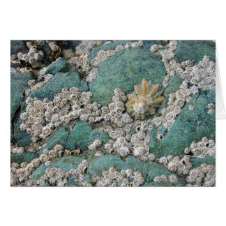 Lacey barnacles decorate green rock cards
