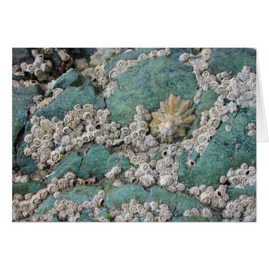 Lacey barnacles decorate green rock cards (Front Horizontal)