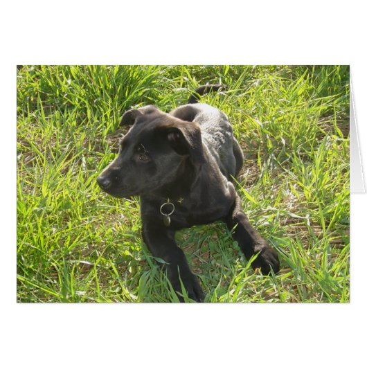 Lacquer Black German Shepherd (Front Horizontal)