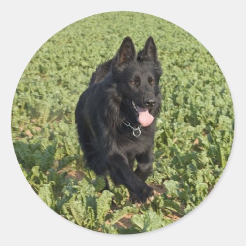 Lacquer Black German Shepherd Classic Round Sticker