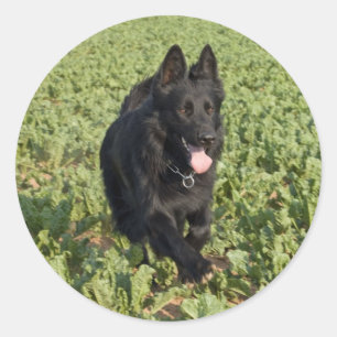 Lacquer Black German Shepherd Classic Round Sticker