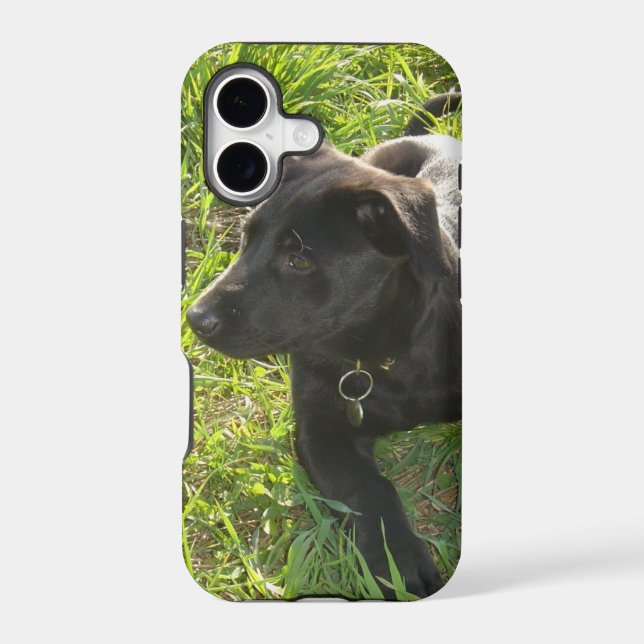 Lacquer Black German Shepherd Iphone Case (Back)