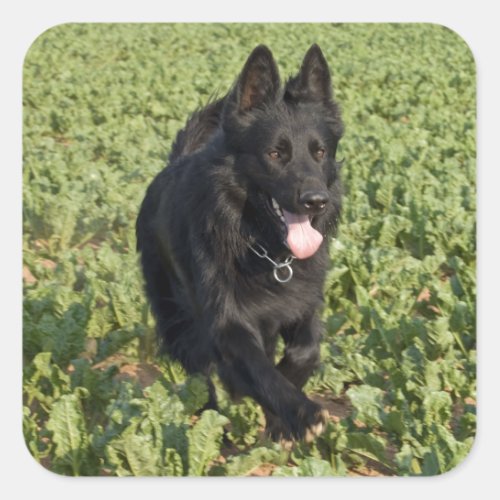 Lacquer Black German Shepherd Square Sticker