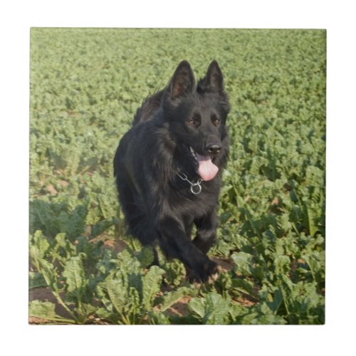 Lacquer Black German Shepherd Tile