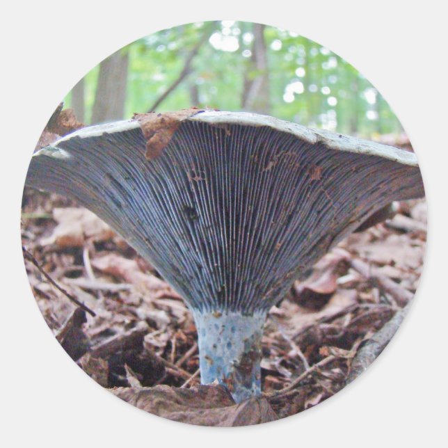 Lactarius indigo Blue Mushroom Classic Round Sticker (Front)