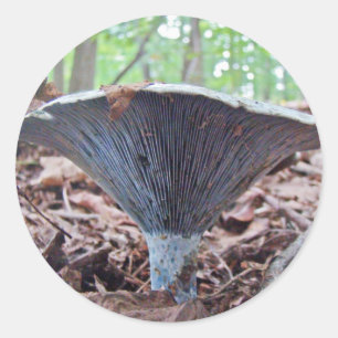 Lactarius indigo Blue Mushroom Classic Round Sticker