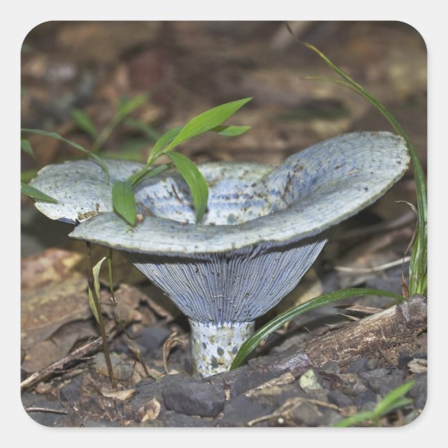 Lactarius indigo Blue Mushroom Square Sticker (Front)