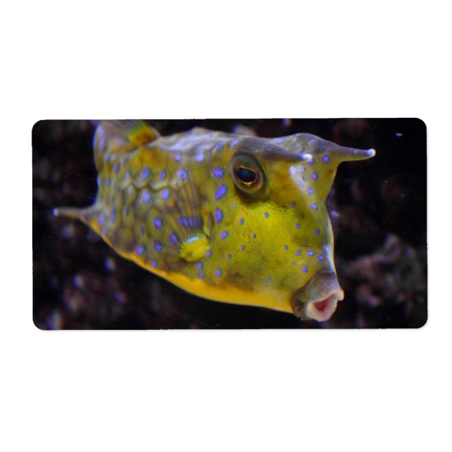 Lactoria cornuta label (Front)