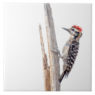 Ladder-Backed Woodpecker Ceramic Tile