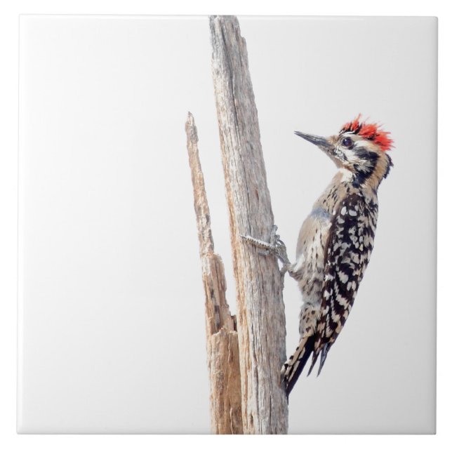 Ladder-Backed Woodpecker Ceramic Tile (Front)