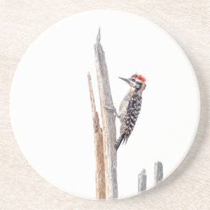 Ladder-Backed Woodpecker Drink Coaster