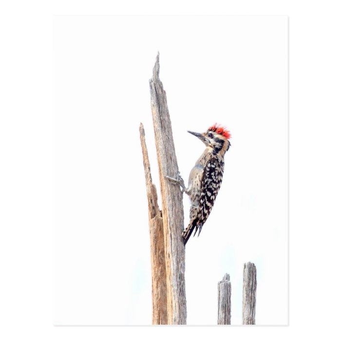 Ladder backed Woodpecker Post Card