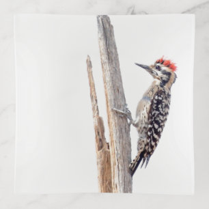 Ladder-Backed Woodpecker Trinket Tray