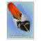 Lady Amherst Pheasant Flank