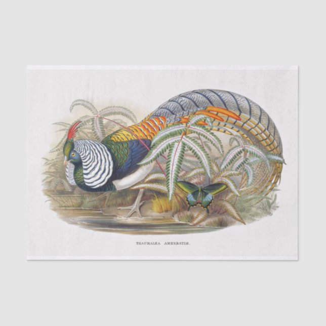 Lady Amherst's Pheasant Decoupage Tissue Paper (Front)