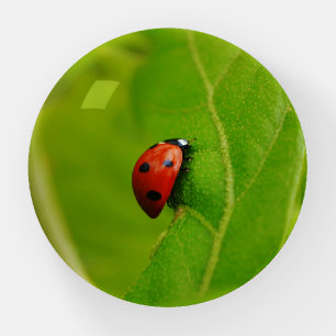 Lady and Green Ladybug Glass Paperweight