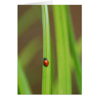Lady Bug Cards