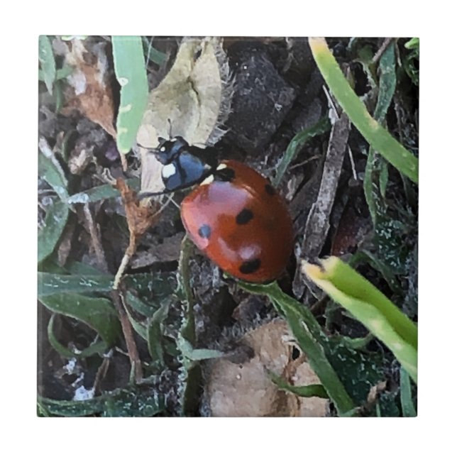 Lady Bug Ceramic Tile (Front)
