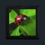 Lady Bug Gift Box<br><div class="desc">Lady Bug on a summer walk.</div>