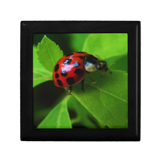 Lady Bug Gift Box (Front)