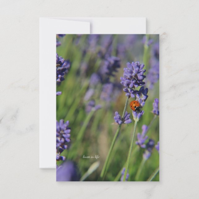 Lady Bug & Lavender Note Card (Front)