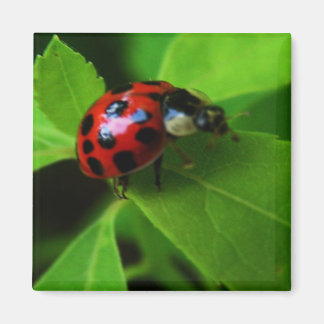 lady bug magnet