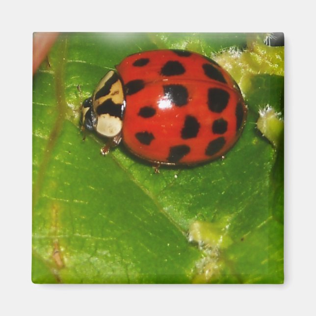 Lady Bug Magnet (Front)