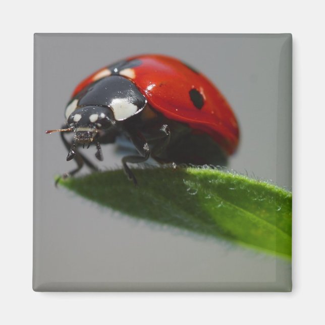lady bug magnet (Front)