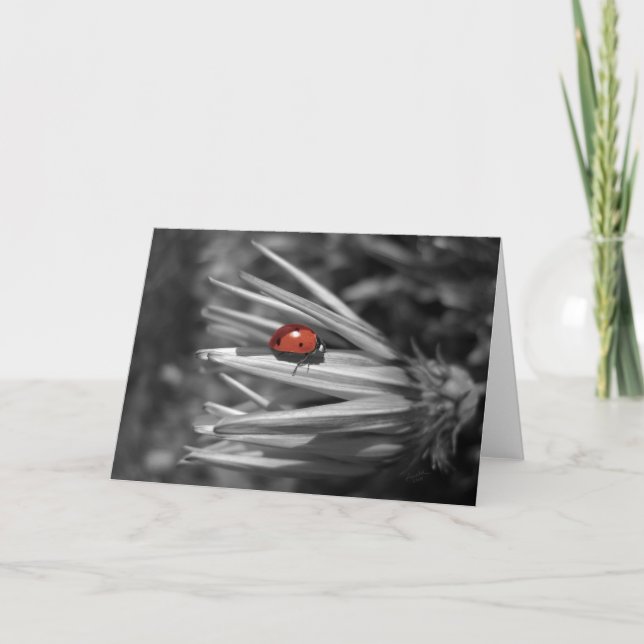 Lady Bug on a Daisy Card (Front)