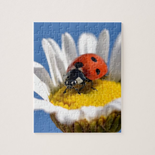 Lady bug on daisy jigsaw puzzle (Vertical)