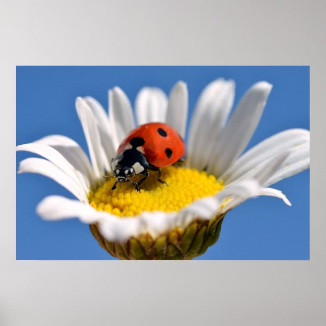 Lady bug on daisy poster (Front)