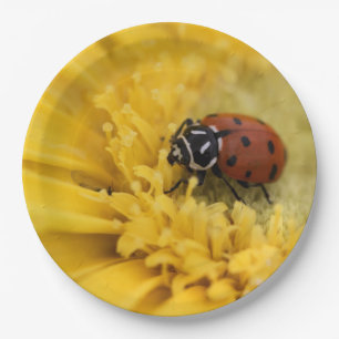 Lady bug paper plates