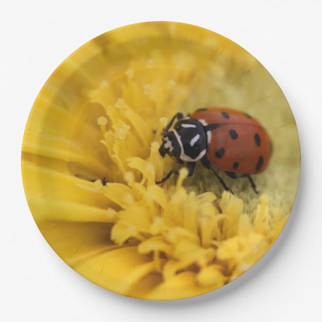 Lady bug paper plates (Front)