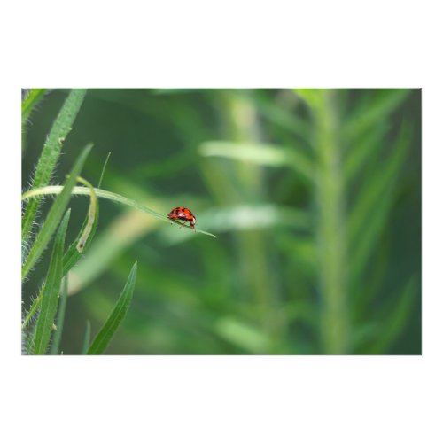 Lady Bug Photo Print