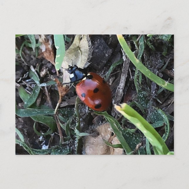 Lady Bug Postcard (Front)