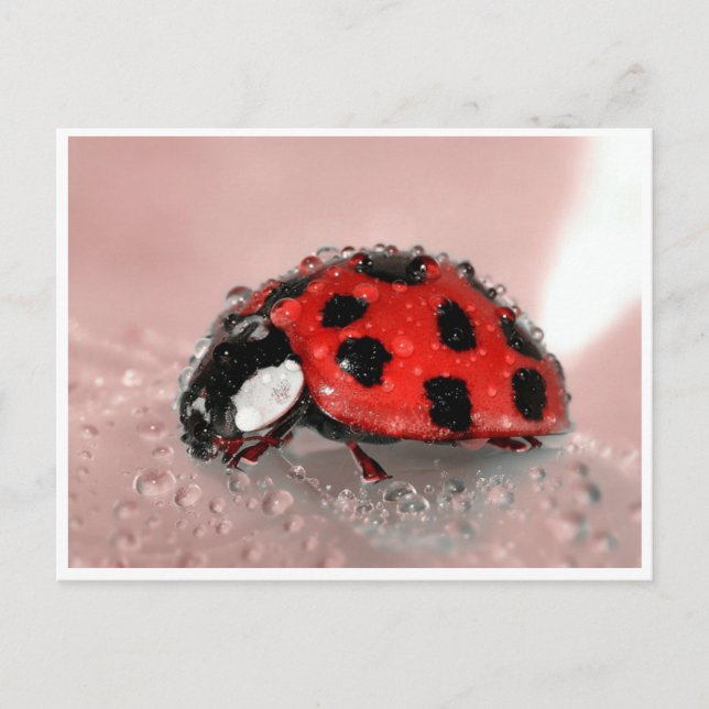 Lady Bug Postcard (Front)