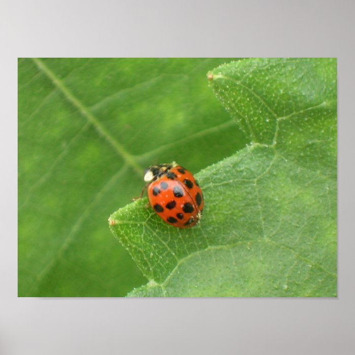 Lady Bug Poster