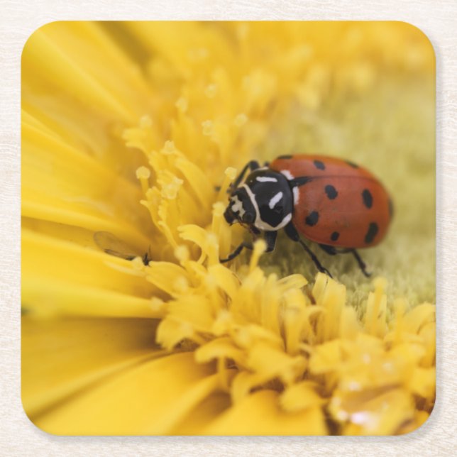 Lady bug square paper coaster (Front)