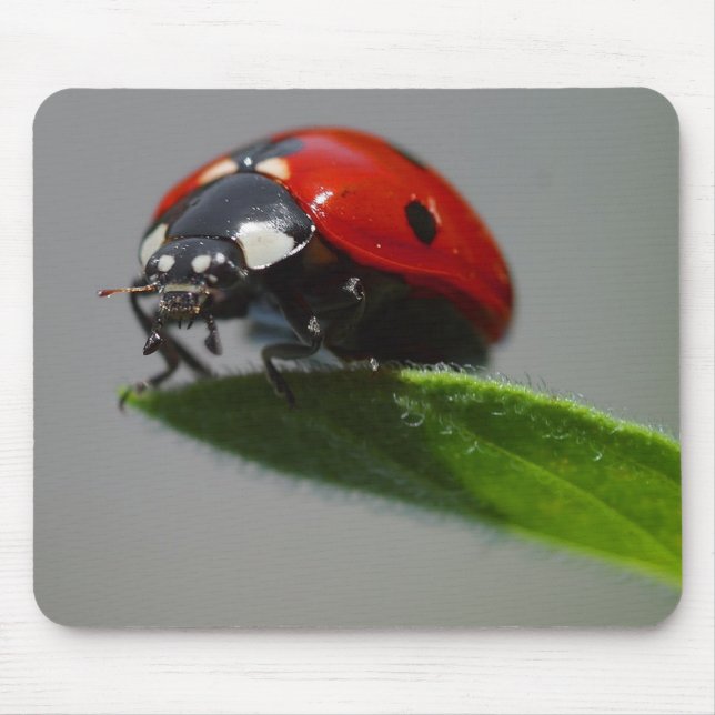 Lady But On Edge Of Leaf Mouse Pad (Front)