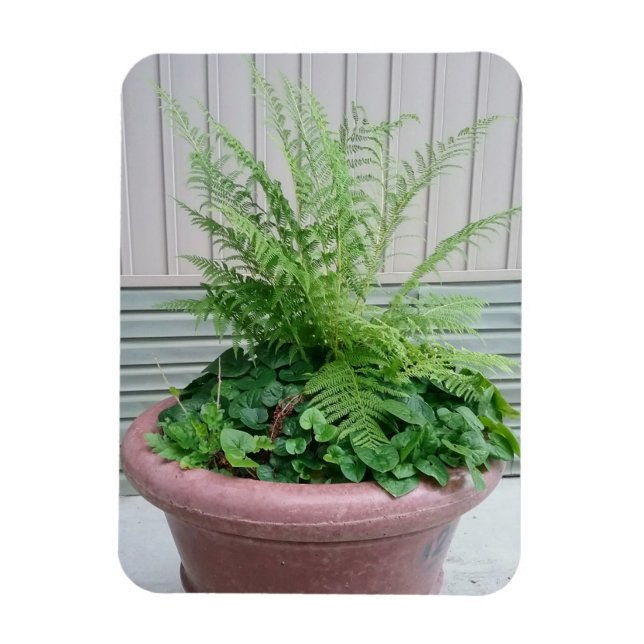 Lady Fern and Wild Ginger Magnet (Vertical)