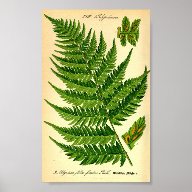Lady Fern (Athyrium filix-femina) Poster (Front)