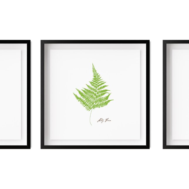 Lady Fern Illustration |  Fern Series Poster (Creator Uploaded)