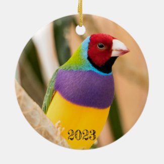Lady Gouldian finch