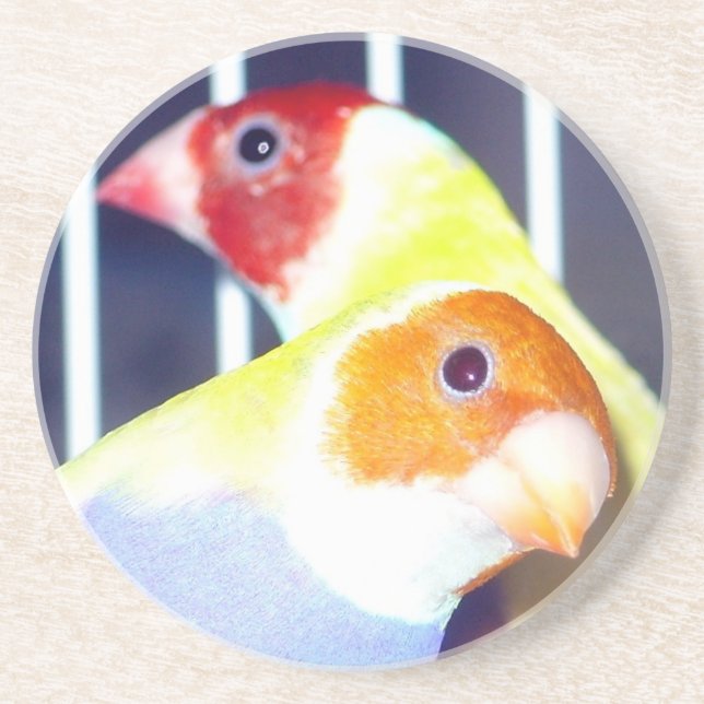 Lady Gouldian Finch Drink Coaster (Front)