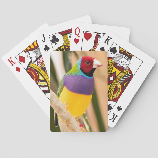 Lady Gouldian Finch Poker Cards (Back)