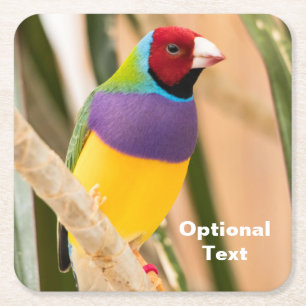 Lady Gouldian Finch Square Paper Coaster