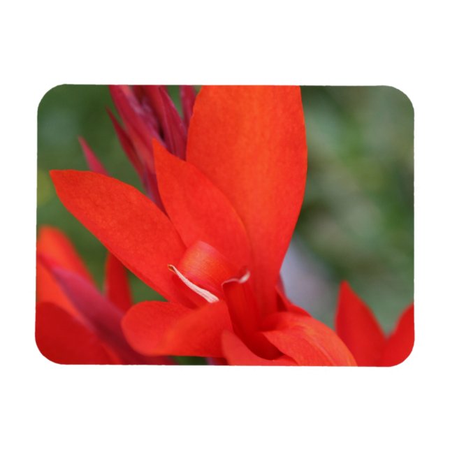 "Lady in Red" Red Canna Lily Photo Magnet (Horizontal)