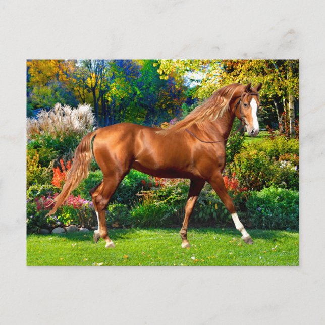 "Lady Jane"  Postcard (Front)